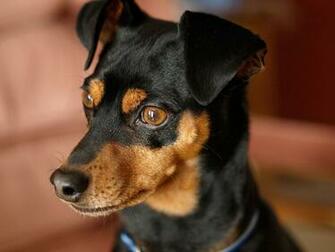 Miniature Min Pin Puppies Apps Directories