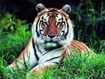 Tiger Screensaver Screensavers