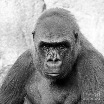 Gorilla White Background Photograph By Cheryl Del Toro