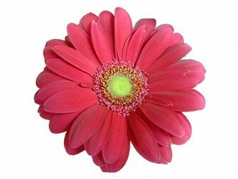 Pink Daisy Colorful Flowers Pictures Wallpaper