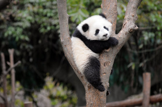 Cute Panda Wallpaper