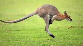 Best Photos Kangaroo HD Widescreen Wallpaper Australia