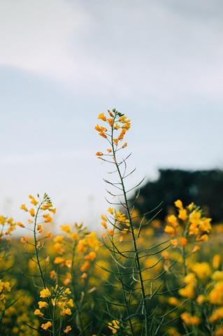 Bright Flowers Pictures Image