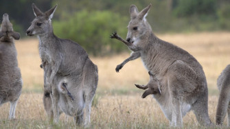 Kangaroo Licks It S Arms To Cool Down Wildlife