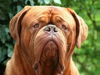 Animals Dogs Head Mastiff Dogue De Bordeaux Wallpaper Background
