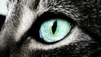 Cat Eye