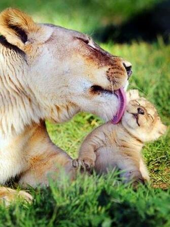 Most Beautiful Animal Wallpaper HD Update