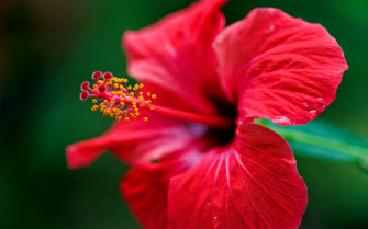Hibiscus Flower Desktop Wallpaper