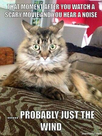 Cat Memes Derpy Cats
