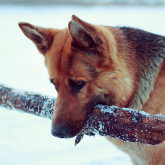 Wallpaper Snow Dog German Shepherd iPad