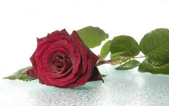 Wallpaper Red Rose