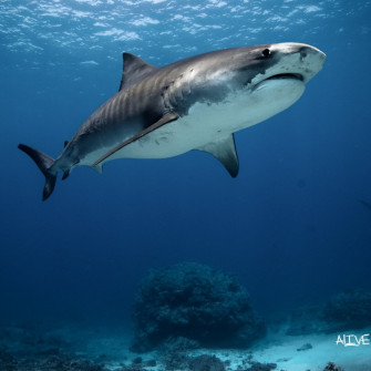 Kona Diving Ecoadventures