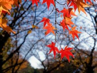 Red Leaf Nature HD Wallpaper One Pictures