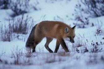 Red Fox Wallpaper Desktop Background