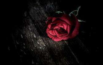 Dark Love Flower HD Wallpaperwelcome To Starchop