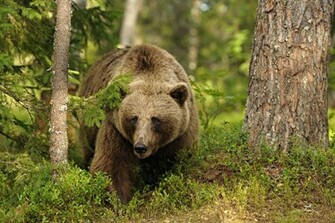 Brown Bear By Marco Poggioni Wallpaper High Resolution Bears