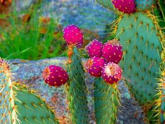 Cactus HD Wallpaper Net