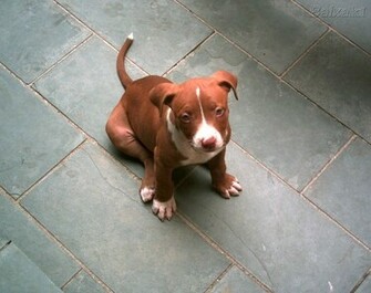 Safety Car Wallpaper Pit Bull