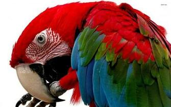Scarlet Macaw Wallpaper Animal