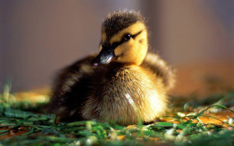 Baby Duck Background Wallpaper