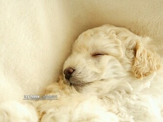 Poodle Puppy Wallpaper No Desktop Wallcoo Net