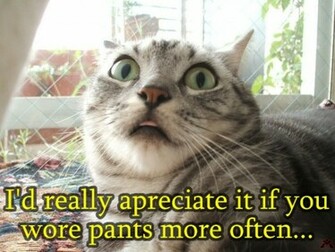 Funny Cat With Words HD Wallpaper