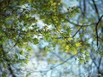 Wallpaper Nature Spring