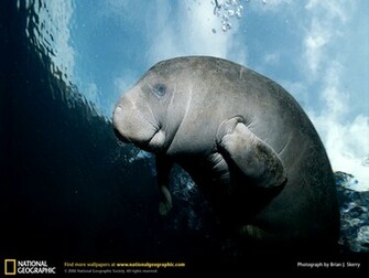 Manatee Picture Desktop Wallpaper