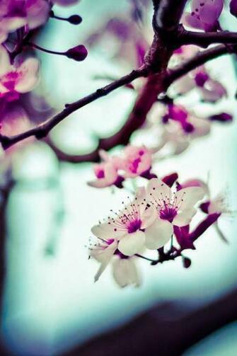Beautiful Flowers Mobile Wallpaper
