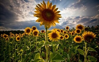 Wallpaper Flower Sunflowers Amazing Widescreen