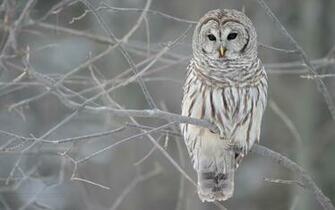 Owl Wallpaper HD
