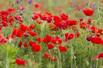 Field Poppies Poppy Wallpaper Background