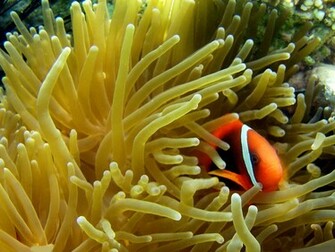 Fish Wallpaper Clown