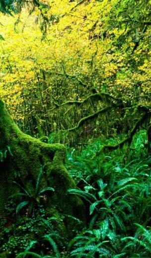 Hoh Rainforest Wallpaper