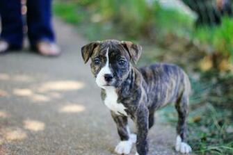 Funny Pitbull Dog Wallpaper Tattoos Design Gallery