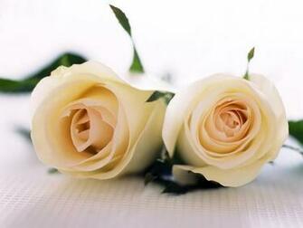Cream Roses Wallpaper Flowers