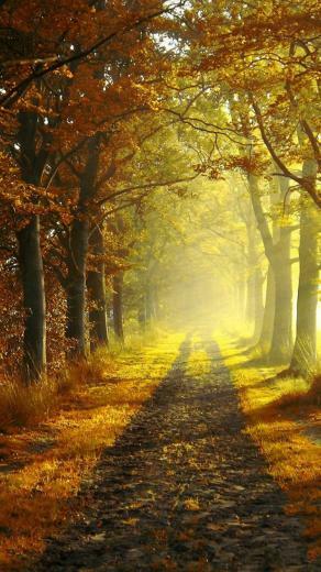 Autumn Morning iPhone Wallpaper HD