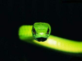Animals Cool Bamboo Snake Wallpaper HD