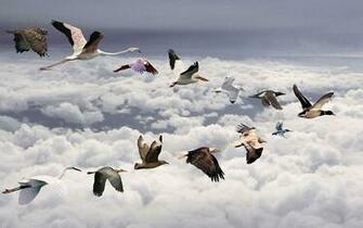 Flying Bird Wallpaper Which Is Under The Birds