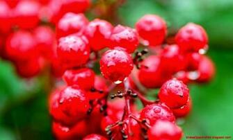 Nature Red Berries With Water Drops Wallpaper HD