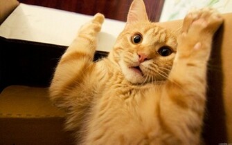Funny Cat Face