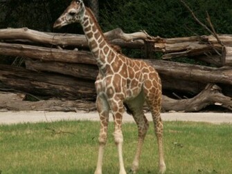 Giraffe Wallpaper Desktop