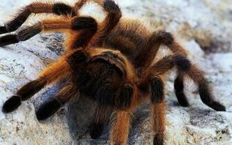 Scary Spider Wallpaper