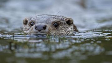 Otter HD Desktop Wallpaper 7wallpapernet