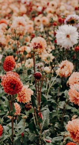 White Flower Among Colorful Flowers Idea Wallpaper iPhone