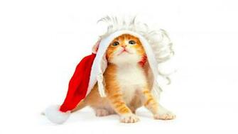 Christmas Cat Cute HD Wallpaper For