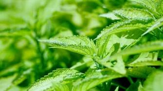 Wallpaper Nettle Leaves Weed Greens Full HD 1080p