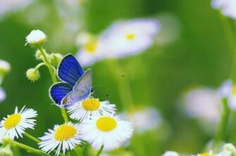 Butterflies And Pink Daisies Wallpaper Scale