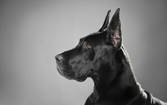 Great Dane HD Wallpaper Background