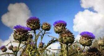 Thistle Island Of Iona Scotland
